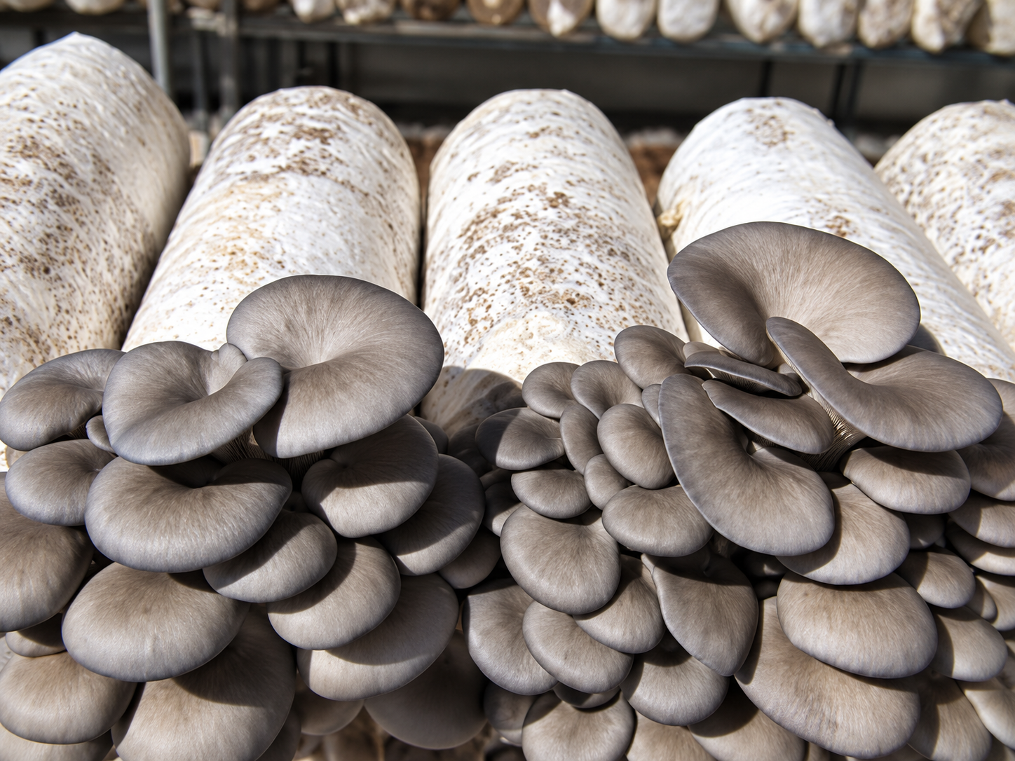 Grey Oyster Grow Blocks