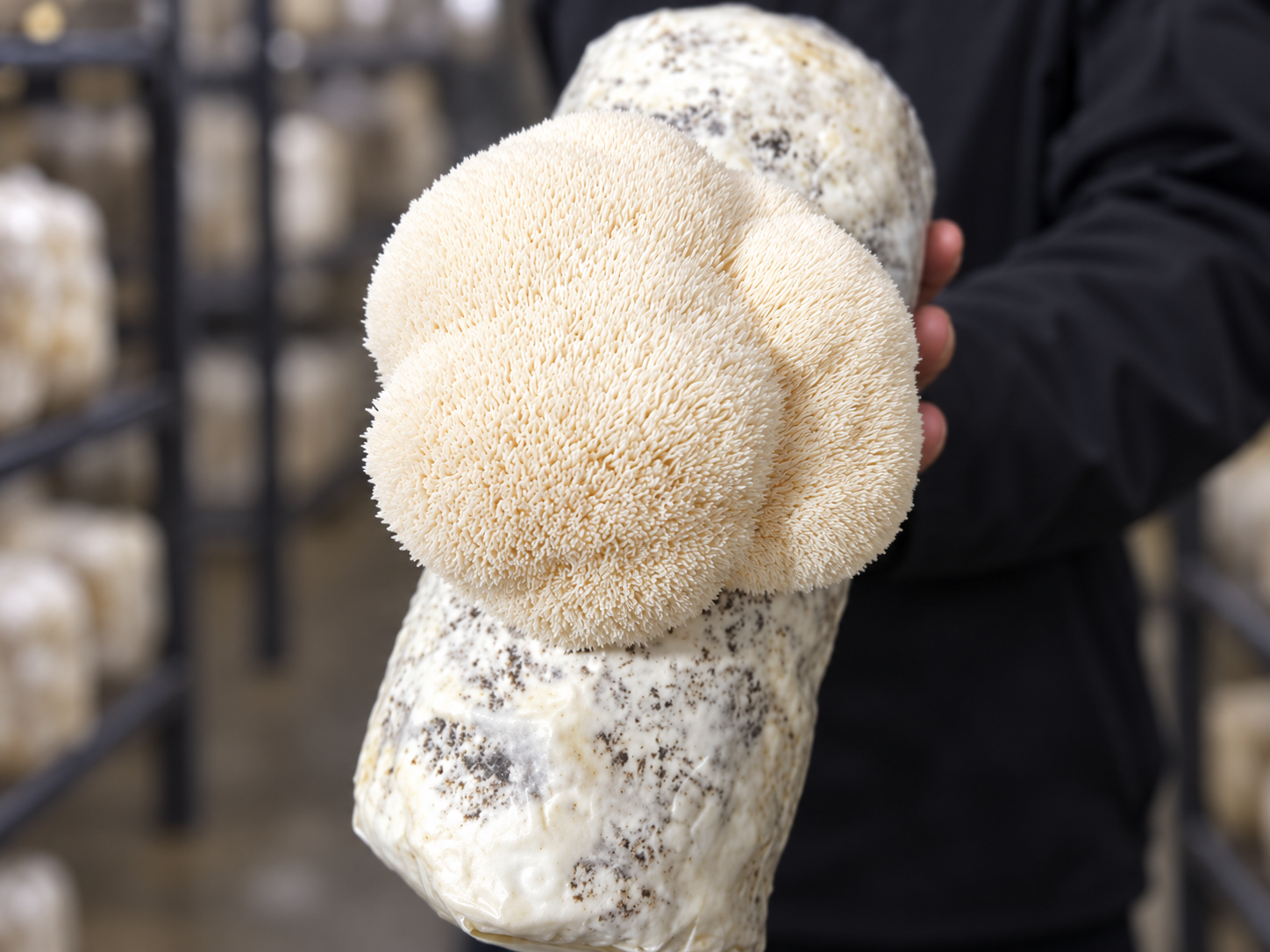 Lion’s Mane Grow Blocks
