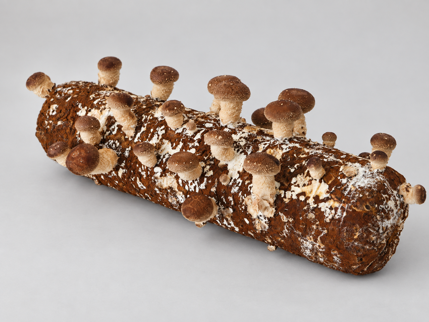 Shiitake Grow Blocks