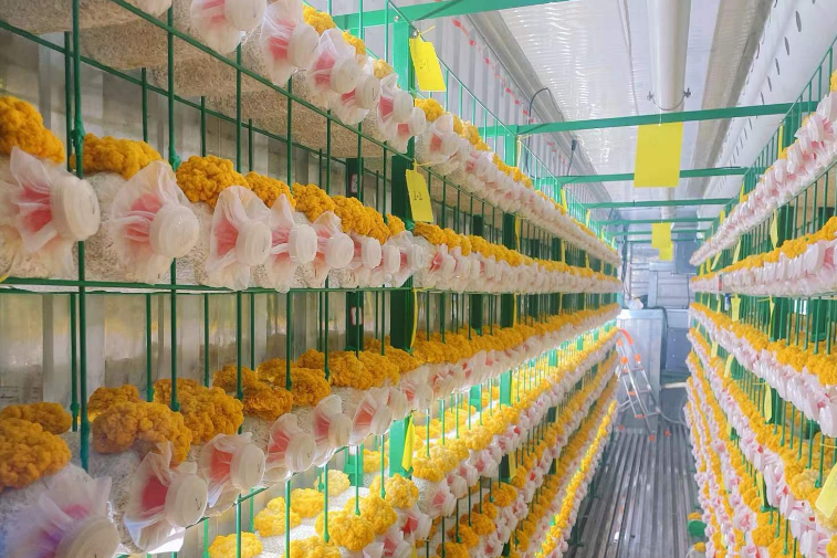 Golden ear mushrooms growing inside a controlled environment