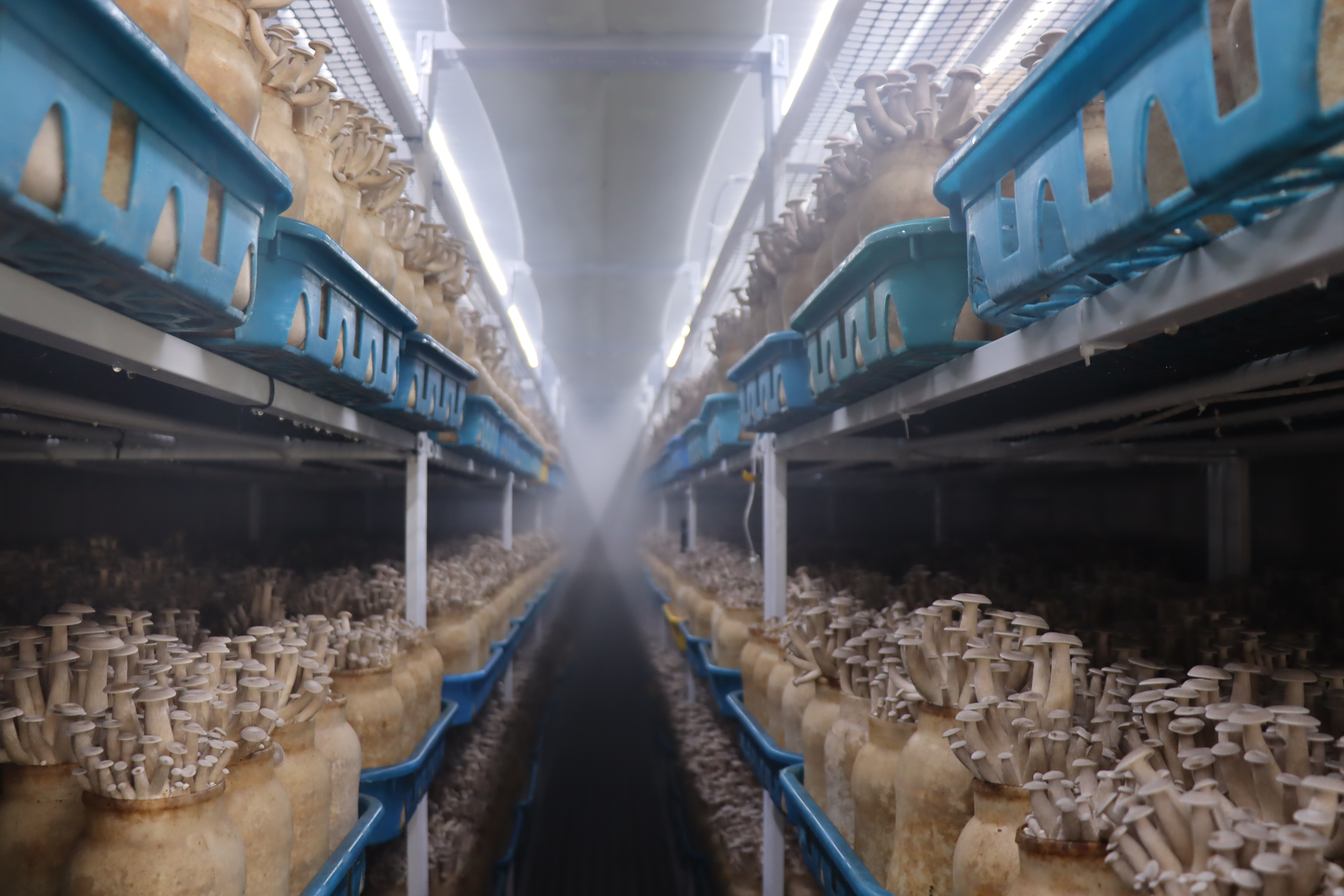 Mushrooms growing on racks inside a modular farm