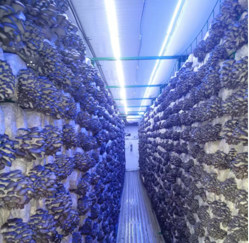 Oyster mushrooms growing inside a modular mushroom farm