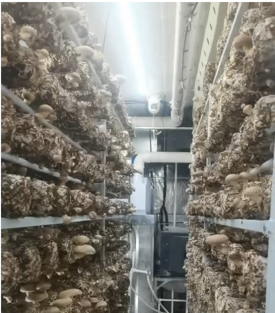 Shiitake mushrooms growing inside a modular mushroom farm